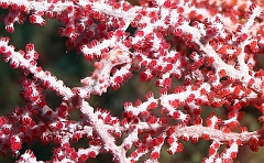 Raja Ampat 2016 - Hippocampus bargibanti - Pygmy seahorse - Hippocampe Pygmee - IMG_5687_rc